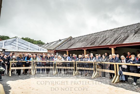 GUK Yorton Sale 2019-282