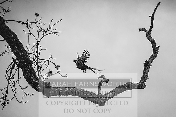 JED 010116-11 bw