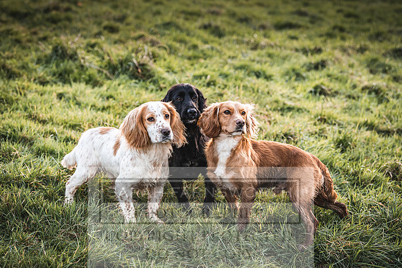 Avonmeadow Stud Dogs-126