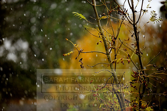 Autumn Snow 008