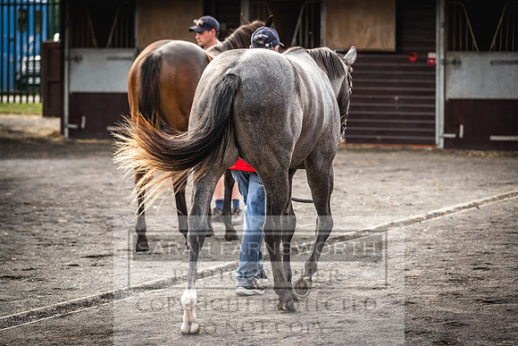 Goffs UK PY24-357