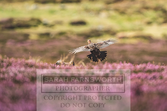 Red Grouse-12