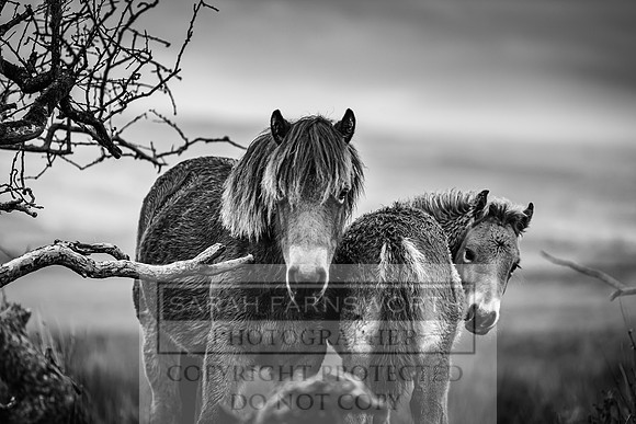 Exmoor Autumn 2020-46