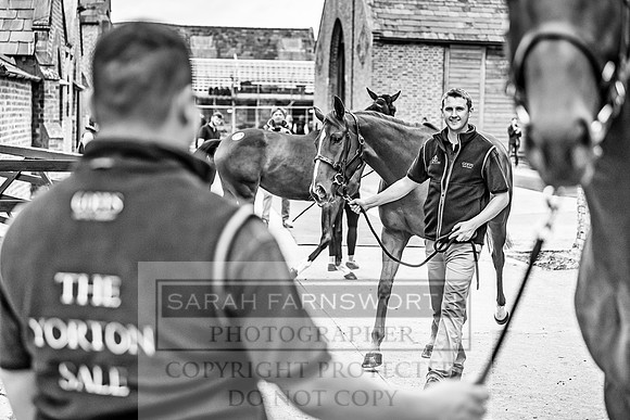 GUK Yorton Sale 2019-156