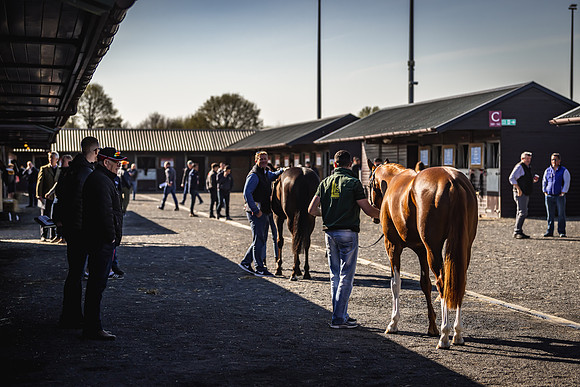 Goffs UK Breeze Up 2022-123