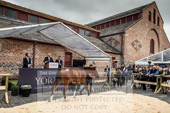 GUK Yorton Sale 2019-283