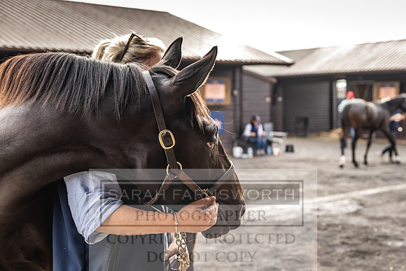Goffs UK PY24-356