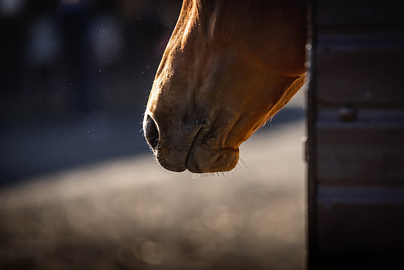 Goffs UK Breeze Up 2022-51