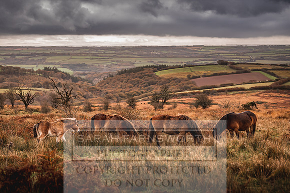Exmoor Autumn 2020-27