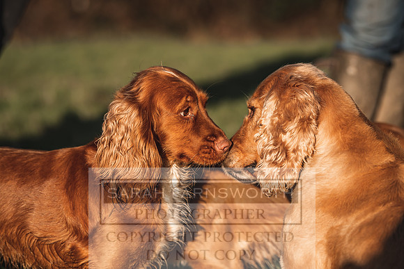 Avonmeadow Stud Dogs-35