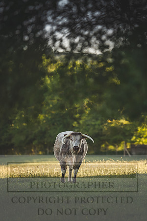 Cotswolds May 2020-4