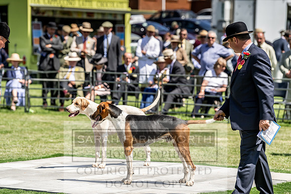 Builth Hound Show 2019-133