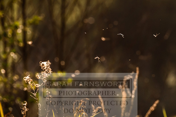 Mayfly Hatch and Brown Trout 2020-67