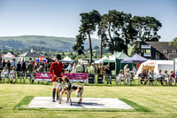 Builth Hound Show 2019-17