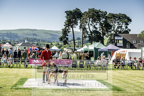 Builth Hound Show 2019-17