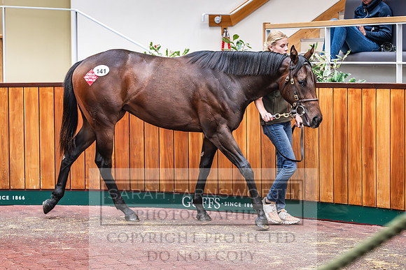 Goffs UK PY24-163