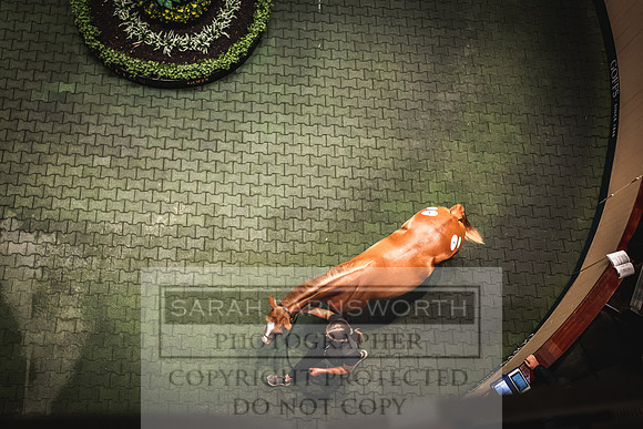 Goffs Orby 2022 Day 1-61