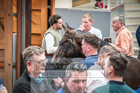 Goffs UK PY24-444