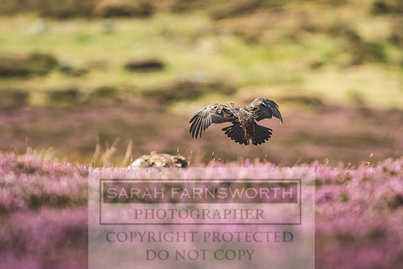 Red Grouse-11