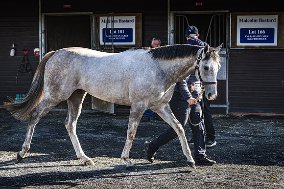 Goffs UK Breeze Up 2022-98