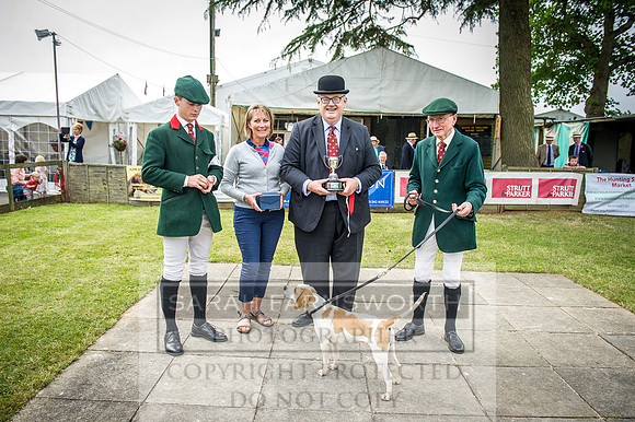 Ardingly Beagles 2016-4