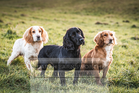 Avonmeadow Stud Dogs-133
