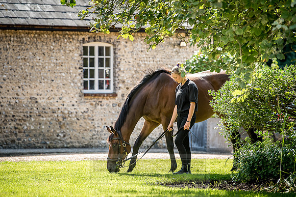 GUK Goodwood Sale 2018-14