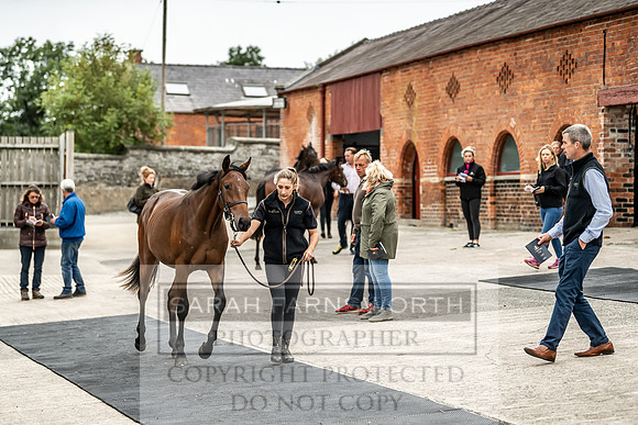 GUK Yorton Sale 2019-117