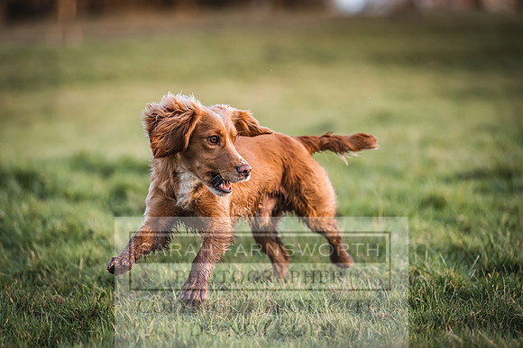 Avonmeadow Stud Dogs-157