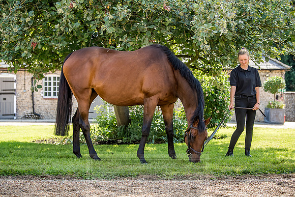 GUK Goodwood Sale 2018-8