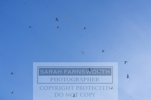 Mayfly Hatch and Brown Trout 2020-25