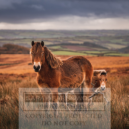 Exmoor Autumn 2020-56