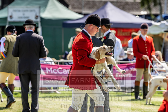Builth Hound Show 2019-153