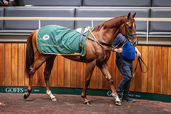 Goffs UK Breeze Up 2022-232