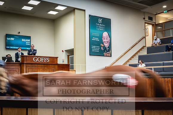 Goffs UK PY24-393