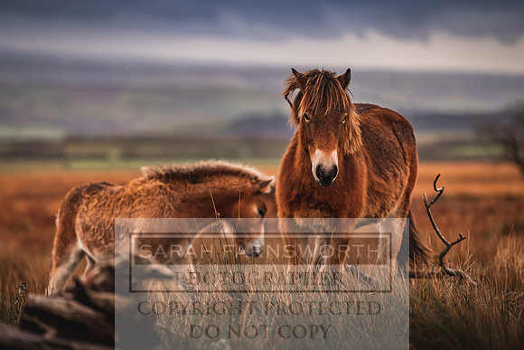 Exmoor Autumn 2020-53
