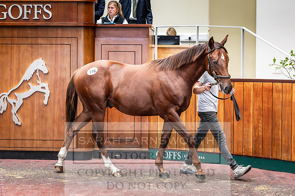 Goffs UK PY24-154