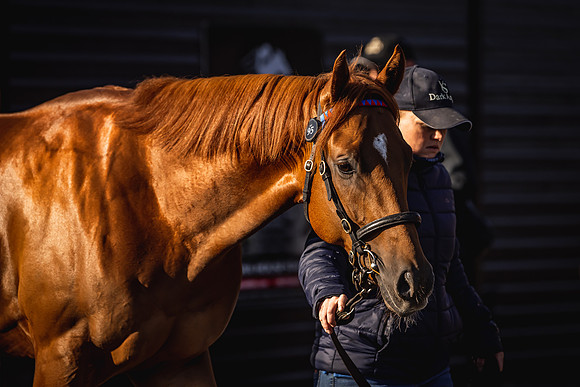 Goffs UK Breeze Up 2022-16