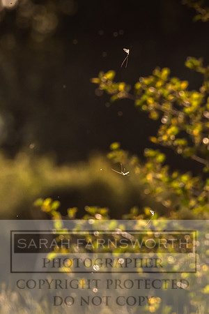 Mayfly Hatch and Brown Trout 2020-71