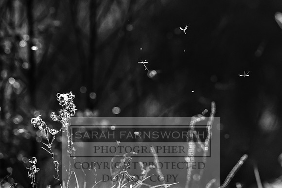 Mayfly Hatch and Brown Trout 2020-68