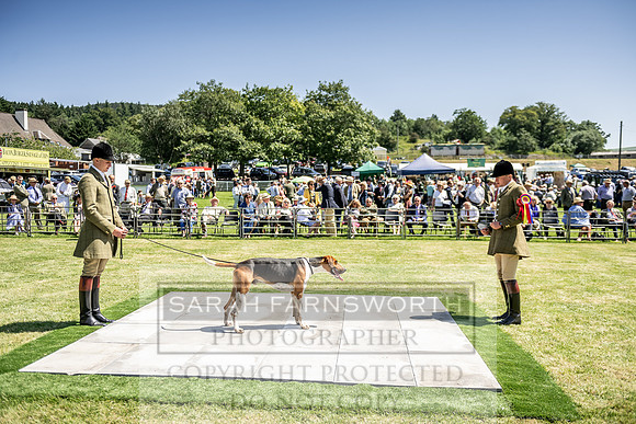Builth Hound Show 2019-118