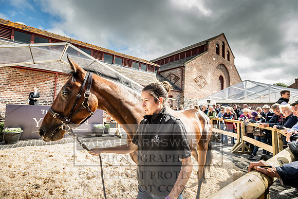 GUK Yorton Sale 2019-356