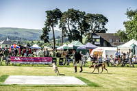 Builth Hound Show 2019-18