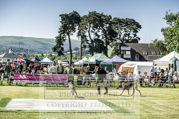 Builth Hound Show 2019-18