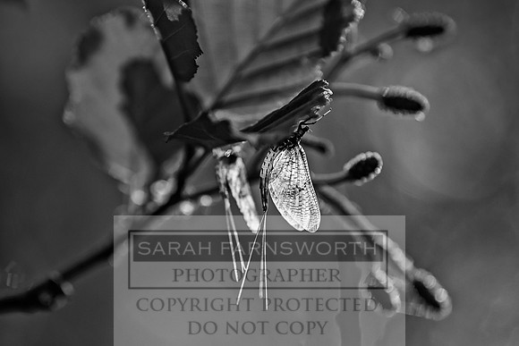Mayfly Hatch and Brown Trout 2020-89