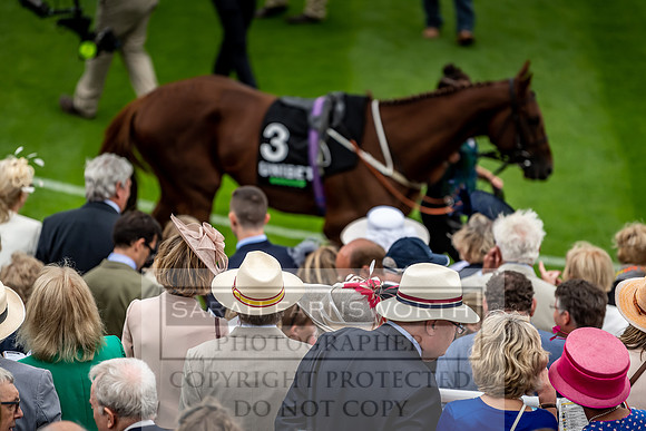 GUK Goodwood Sale 2019-42