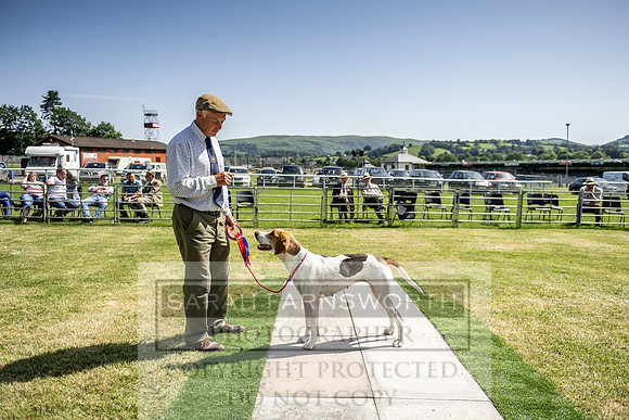 Builth Hound Show 2019-177