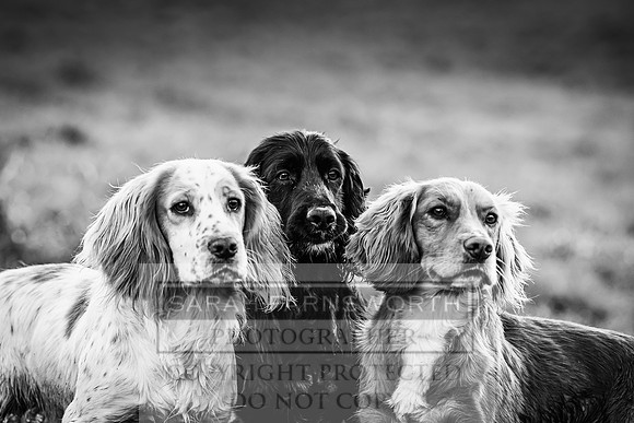 Avonmeadow Stud Dogs-129