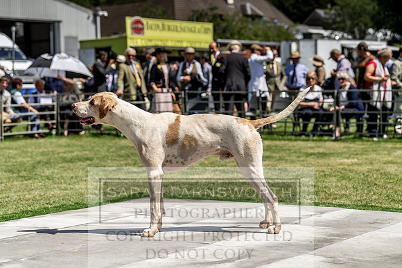 Builth Hound Show 2019-139