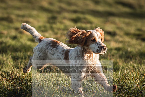 Avonmeadow Stud Dogs-89
